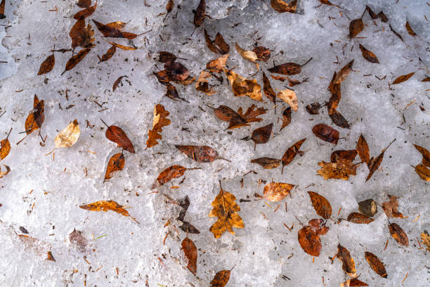 Leaves Fallen on Springtime SNow Piles Along Creek - Scenic nature background with textured snow and orange toned leaves sprinkled on ground.