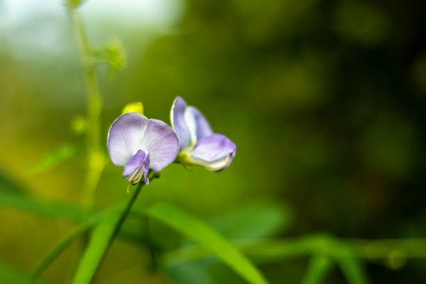 The small, delicate bean flower has a butterfly shaped, pea like structure with five petals in white, pink, purple, or blue. Growing in clusters on slender