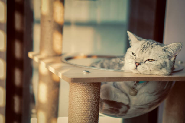 Close-up Cat Sleeping in living room at home