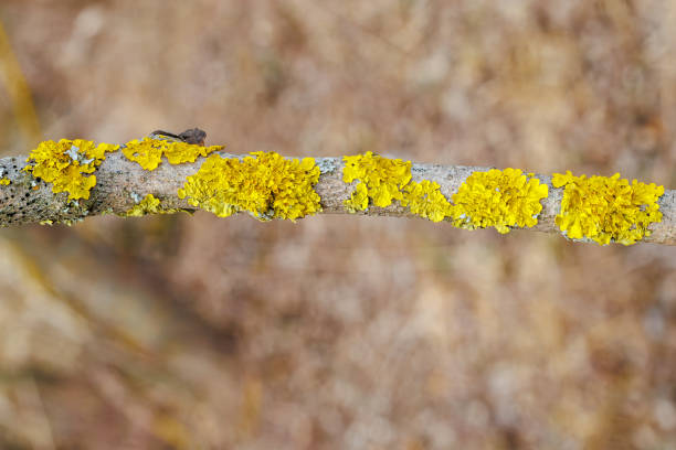 Detailed close-up of vibrant yellow lichen covering a tree branch, showing intricate textures and natural growth patterns in a woodland setting.