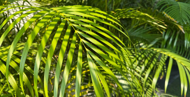 istock Yellow palm or butterfly palm with sunlight 2206460390