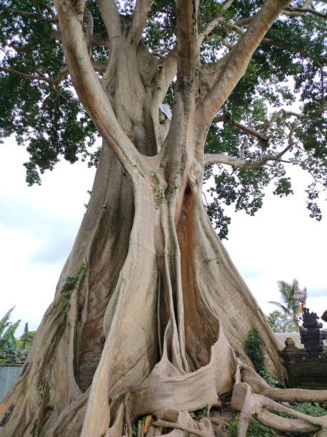 istock Bayan Ancient Tree In Bali: The Kayu Putih Giant Tree 2206461044
