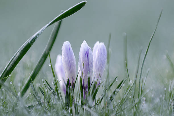 Mauve flower with petals about to open in the snow
