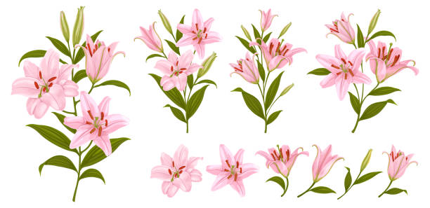 Pink lilies. Set of lily flowers. Cartoon style, detailed drawing, separate flowers, branch, leaves and floral compositions, arrangements, bouquet. Botanical vector illustration