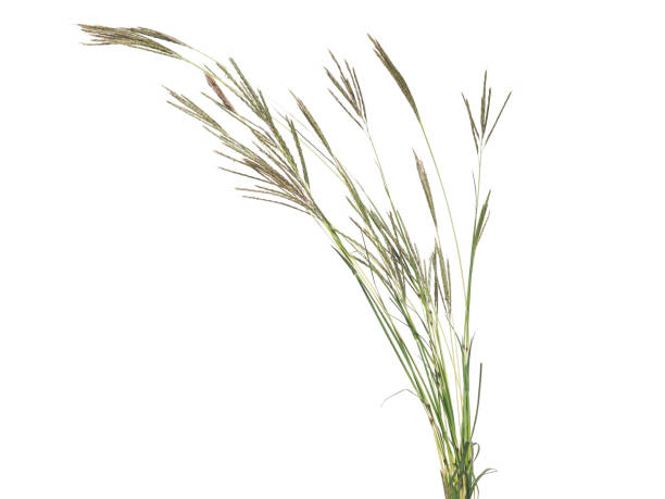istock Yellow bluestem grass isolated, Bothriochloa ischaemum 2206462465