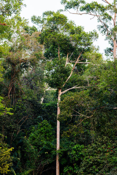 istock A tall tree in a forest with green leaves 2206462942
