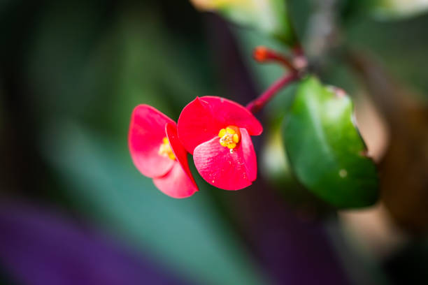 Two red flowers with yellow centers are on a green leaf. The flowers are very close to each other and the leaf is also green
