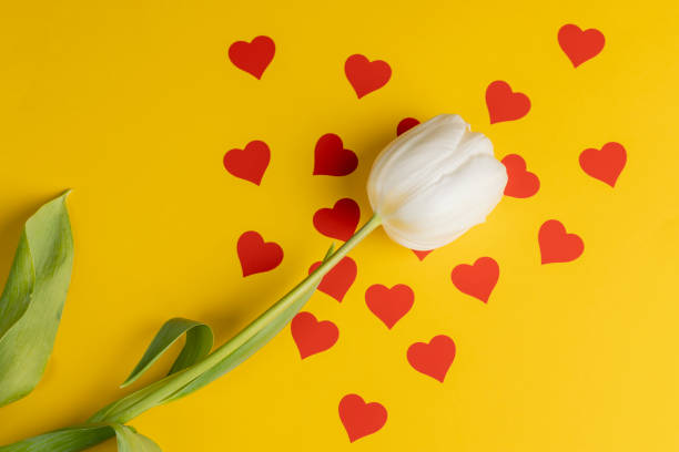 istock fresh and beautiful white tulips on yellow paper with red hearts 2206464340