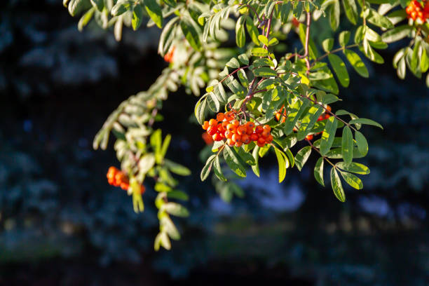 red berries on Sorbus aucuparia, commonly called rowan