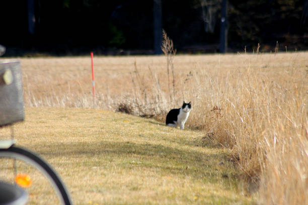 A black and white cat out on an adventure