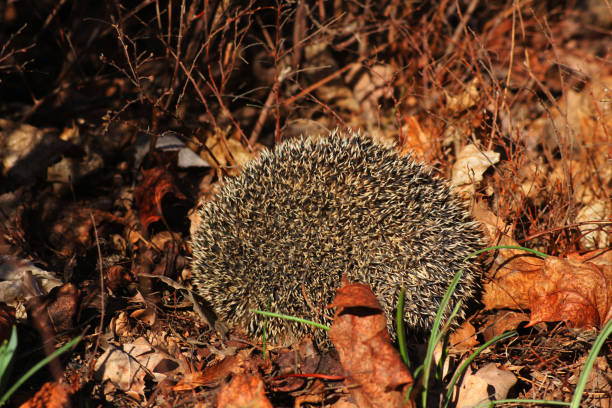 Wild hedgehog in its natural habitat, in the open air, moving through the grass. Scene at dusk.
