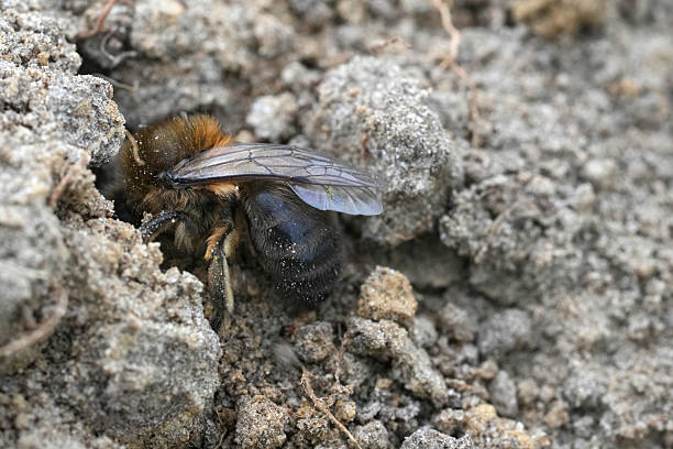 Closeup on a female vernal or spring mining bee, Colletes cunicularius entering her nest on the ground