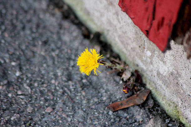 A coltsfoot flower growing by the asphalt