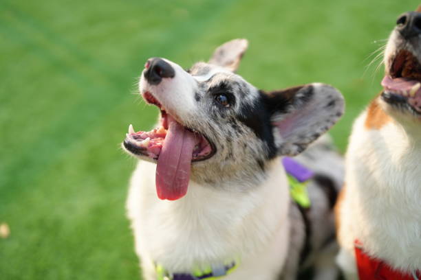istock Dog sitting and focusing 2206469398