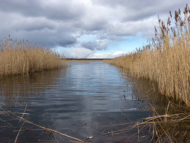 landscape with lake and dry reeds in early spring