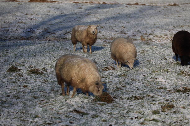 istock Sheep try to find grass among snow during winter 2206471385