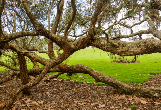 Big Pohutukawa tree with branches touching the ground and aerial roots hanging from the tree. Auckland.