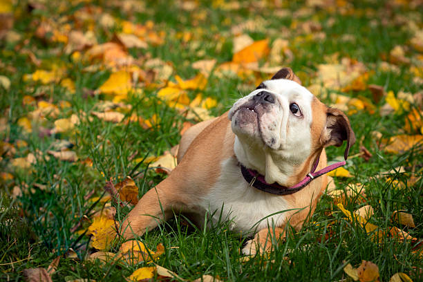 istock English bulldog playing on a green meadow 2206472066