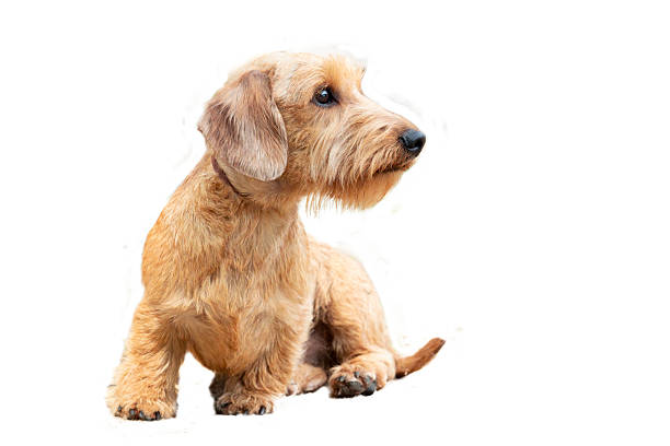 The dachshund , also known as the wiener dog, badger dog, and sausage dog, is a short-legged, long-bodied, hound-type dog breed.