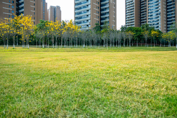 Green grass square in front of residential buildings