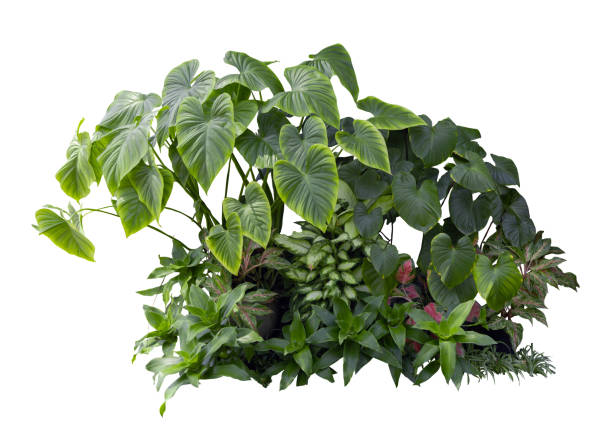 istock Tropical plant fern bush shrub tree isolated on white background with clipping path. 2206474024