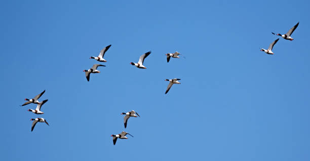 istock Shelduck flying in the air 2206474063