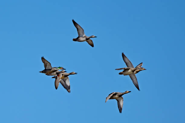 istock Shelduck flying in the air 2206474340