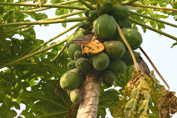 Brahminy starling bird eating ripe papaya. This bird eating ripe papaya fruits in tree. It's common names brahminy myna and Sturnia pagodarum. It is a member of the starling family of birds.