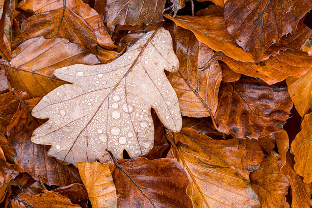 oak leaf with water droplets backside among brown beech leaves at autumn