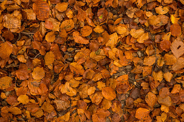 istock orange beech leaves on the ground at autumn. Autumn background 2206475740