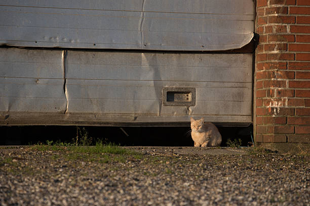 orange cat sitting under metal gate on a farm