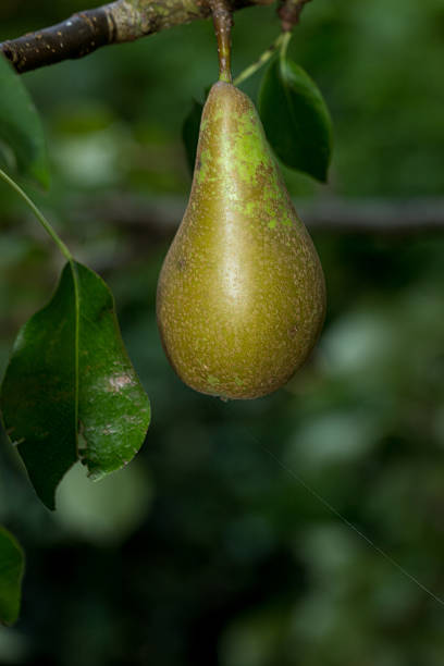 pear in the garden, single pear hanging from tree and blurred background