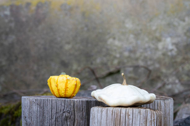 White pattypan squash (Cucurbita pepo) and decorative orange and yellow  squash on wood stumps. Decorative squash and white squash patty pan on the plastered background. Vegetable background.