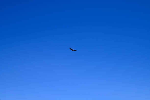 istock Volture in front of  crete mountains 2206476341