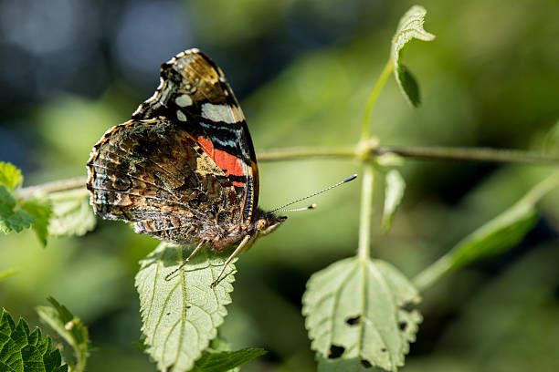 istock Red Admiral butterfly with wings closep on green leaf in sunlight macro 2206476415