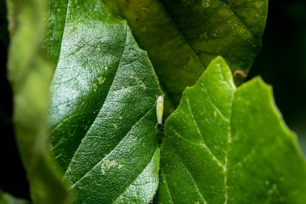 Rose leafhopper Edwardsiana rosae Cicadellidae sitting on leaf, can damage to the leafs - bright spots