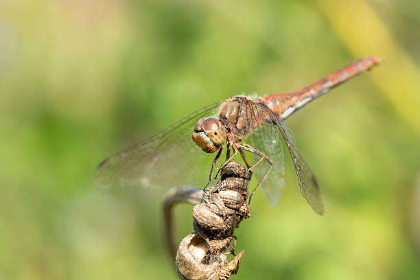 sympetrum vulgatum green dragonfly resting on stem in the sunlight macro