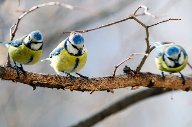 istock Birds Blue Tit on a branch 2206476762