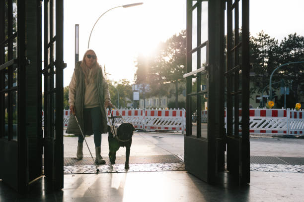 istock Seeing eye dog guides a person with visual impairment 2206476824