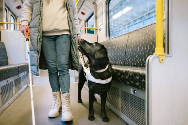 istock Seeing eye dog guides a person with visual impairment trough Subway 2206476838