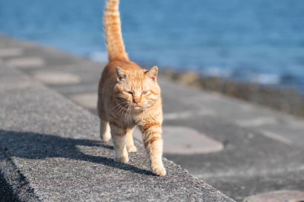 istock Cute cat walking on the embankment 2206477092