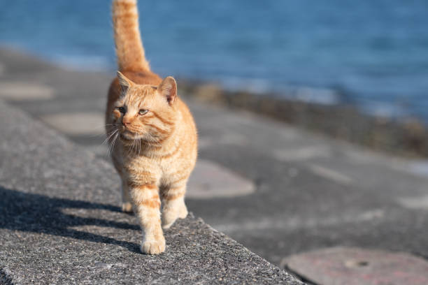 istock Cute cat walking on the embankment 2206477109