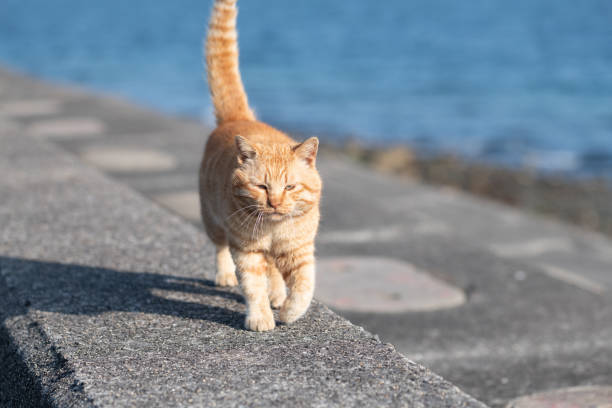 istock Cute cat walking on the embankment 2206477122