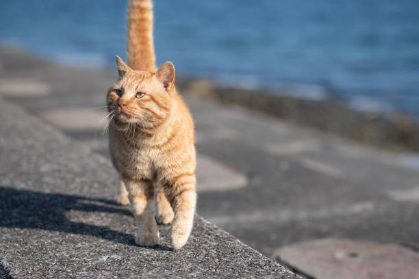 istock Cute cat walking on the embankment 2206477132