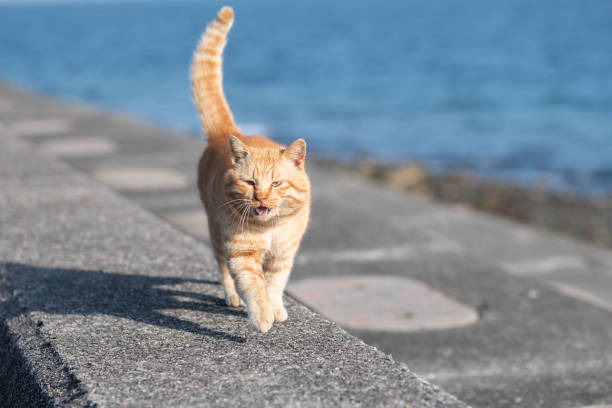 istock Cute cat walking on the embankment 2206477141