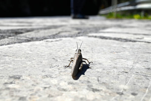Yellow-orange large grasshopper with long antennae and large eyes looking at camera while standing on the transparent glass of window close-up, which has some streaks and stains from rain and dust