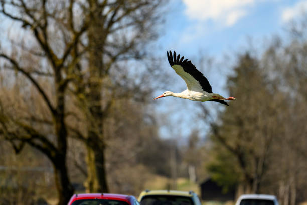 Stork flying close to the cars