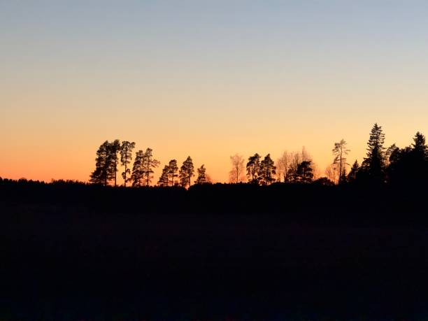 istock Silhouettes of Trees Against a Sunset Sky 2206478350