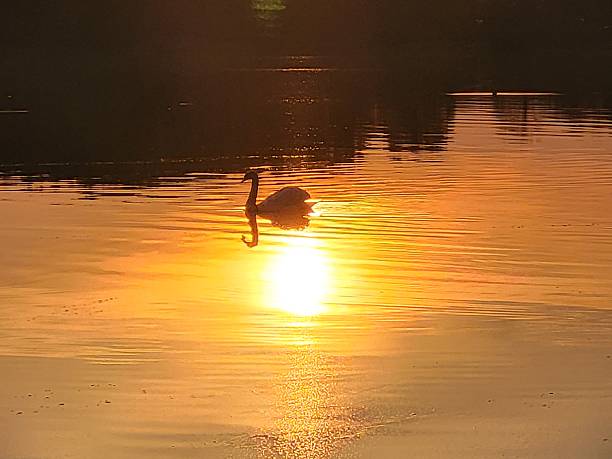 istock Dramatic sunset over the lake with swans 2206478404