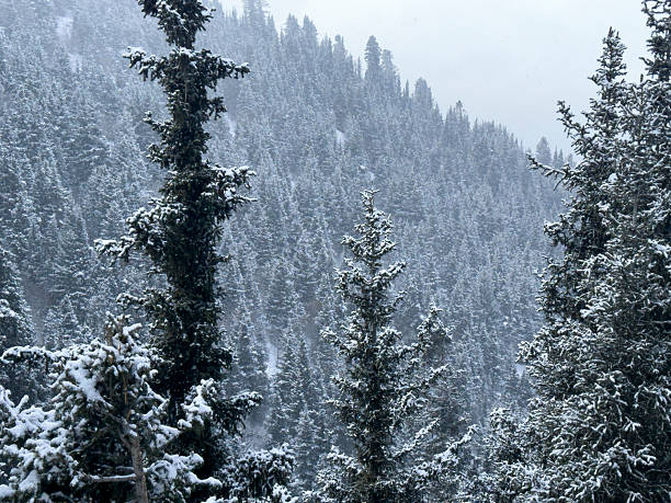 A wintry forest spreads across a remote alpine landscape.